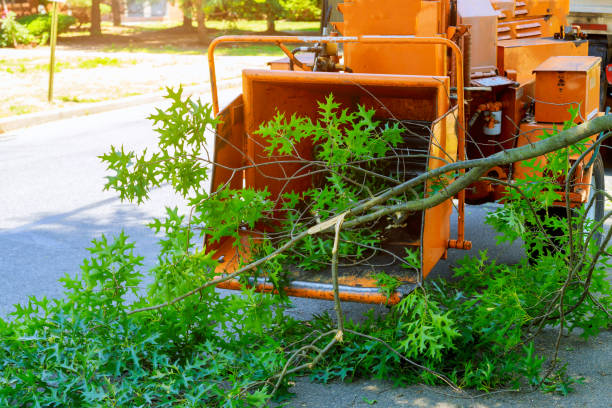 Best Tree Clearing Services  in Haymarket, VA